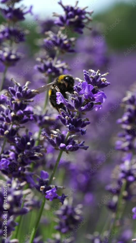 A stunningly beautiful Lavender Field with a busy Bee pollinating vibrant Flower A stunningly beautiful Lavender Field with a busy Bee pollinating vibrant Flower