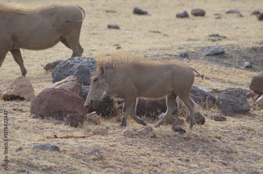 Young Warthog Piglets in the Grassland, Tanzania Young Warthog Piglets in the Grassland, Tanzania