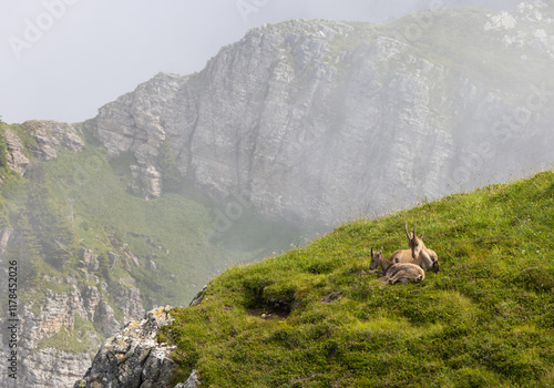 A mother and a young Chamois (Rupicapra rupicapra) on a misty day on the Niederhorn in the Bernese Alps, Switzerland photo