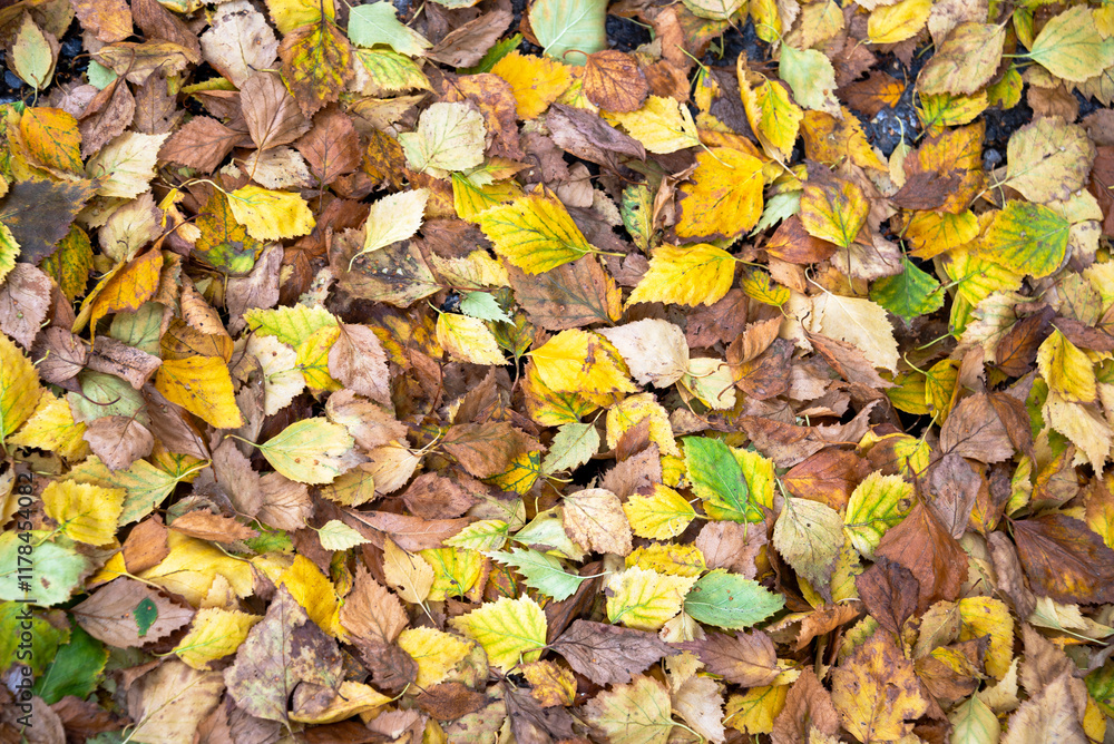 autumn leaves on the ground autumn leaves on the ground