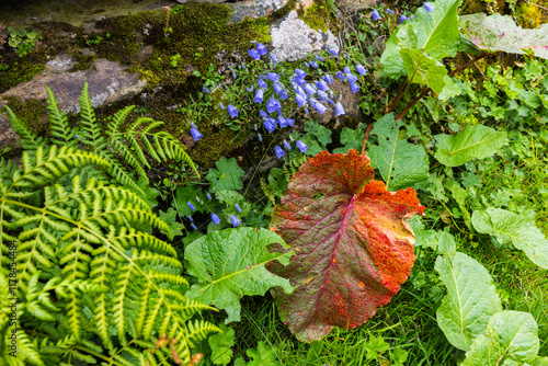 Lush green and colourful flowers and plants next to a hiking path through the Justis Valley in the Bernese Alps, Switzerland photo