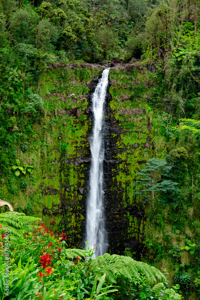 Obraz premium Beautiful tall and slim stream of waterfall flowing down from the cliff in green dense rainforest jungles. Akaka falls, Big island, Hawaii, the USA.