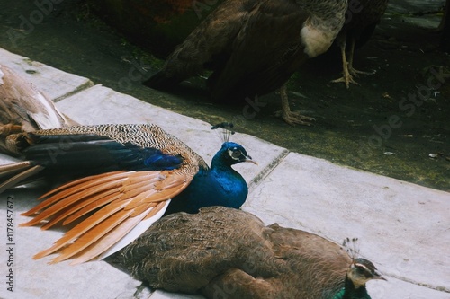 The peahen and peacock rest on the floor. photo