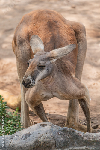 A strong adult Red kangaroo