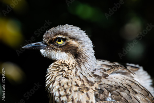 A endemic bush stone-curlew or bush thick-knee (Burhinus grallarius) in bushland around Perth, Western Australia photo