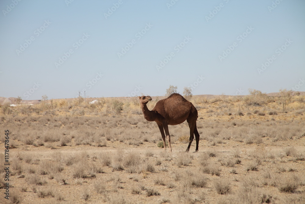Camel crossing the dessert in a sunny day Camel crossing the dessert in a sunny day