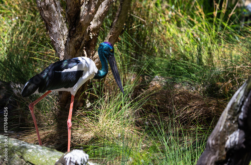 Jabiru or Black-necked Stork (Ephippiorhynchus asiaticus) in a wetland of Western Australia photo