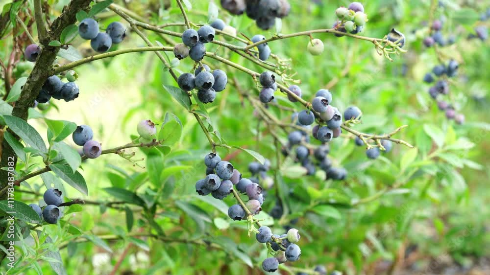 Freshly harvested Blueberries on the Bush, showcasing Organic berries Freshly harvested Blueberries on the Bush, showcasing Organic berries