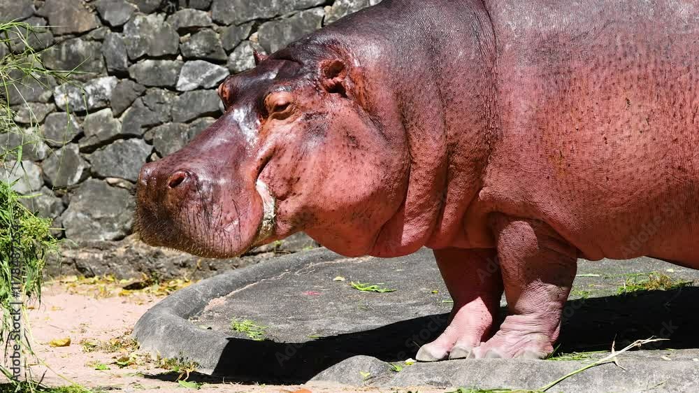 Hippopotamus at Khao Kheow Zoo Hippopotamus at Khao Kheow Zoo