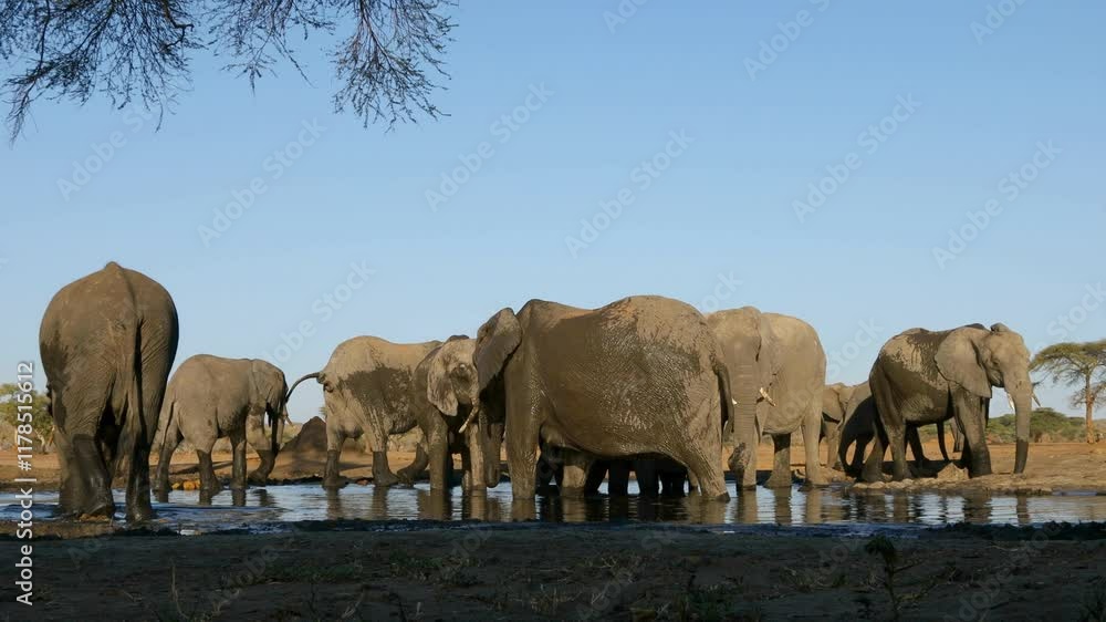 Herd of African elephants (Loxodonta africana) drinking water at a waterhole, Botswana Herd of African elephants (Loxodonta africana) drinking water at a waterhole, Botswana
