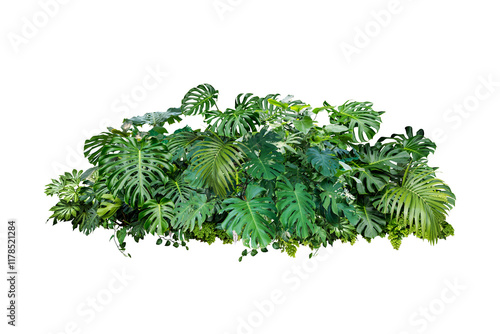 Tropical leaves foliage plant jungle bush floral  isolated 