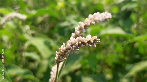 Persicaria lapathifolia in the garden photo