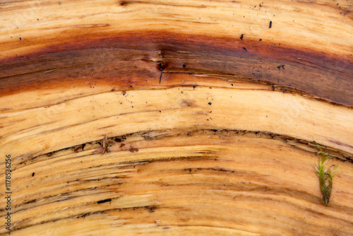 Closeup of inside of split open fallen tree trunk in the forest, two tone wood grain forming an arch, wet winter day nature background
 photo