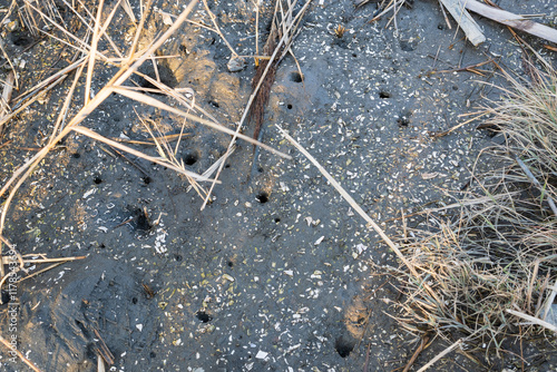 カニ穴が点在する干潟の地面 photo