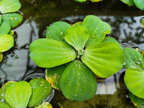 Pistia Stratiotes is a floating plant that is very easy to reproduce
