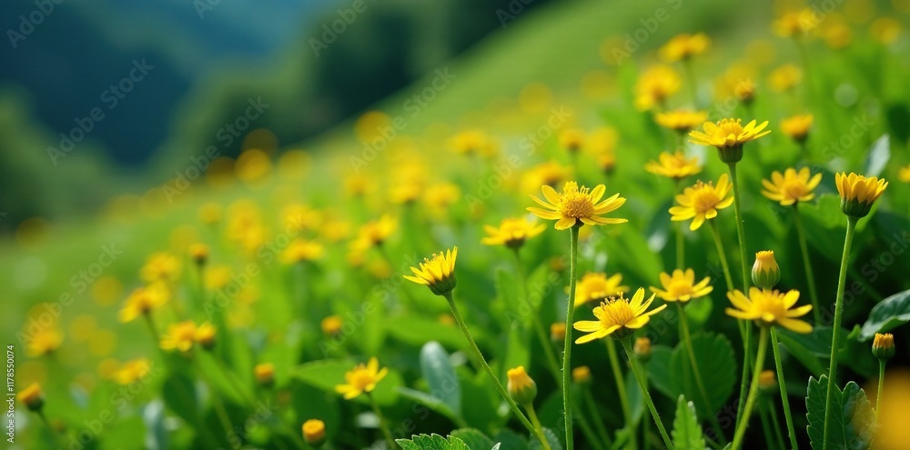Fototapeta premium Small yellow flowers blooming on a grassy hillside, flora, plants