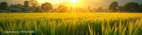 Sunlight casts a golden glow on the rice fields at dawn, rice fields, sunlight