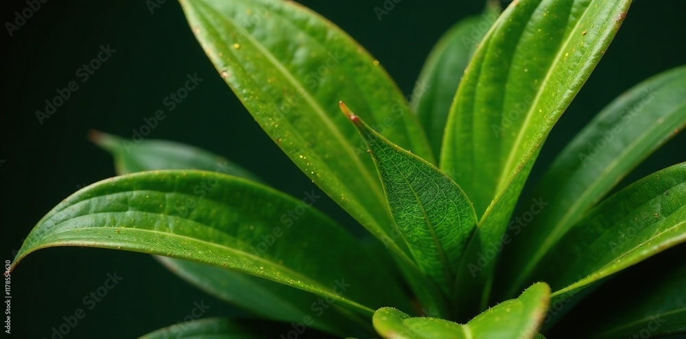 Sparkling gold dust coated Dracaena leaves on a lush green plant, foliage, sparkle, plant detail Sparkling gold dust coated Dracaena leaves on a lush green plant, foliage, sparkle, plant detail