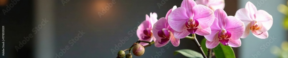 Pink and white orchid flowers blooming in a vase, blooms, vases Pink and white orchid flowers blooming in a vase, blooms, vases
