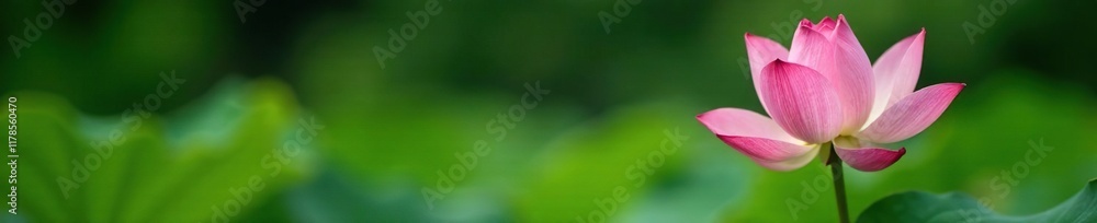 Soft pink lotus stem with leaves emerging from the pond, garden, green Soft pink lotus stem with leaves emerging from the pond, garden, green