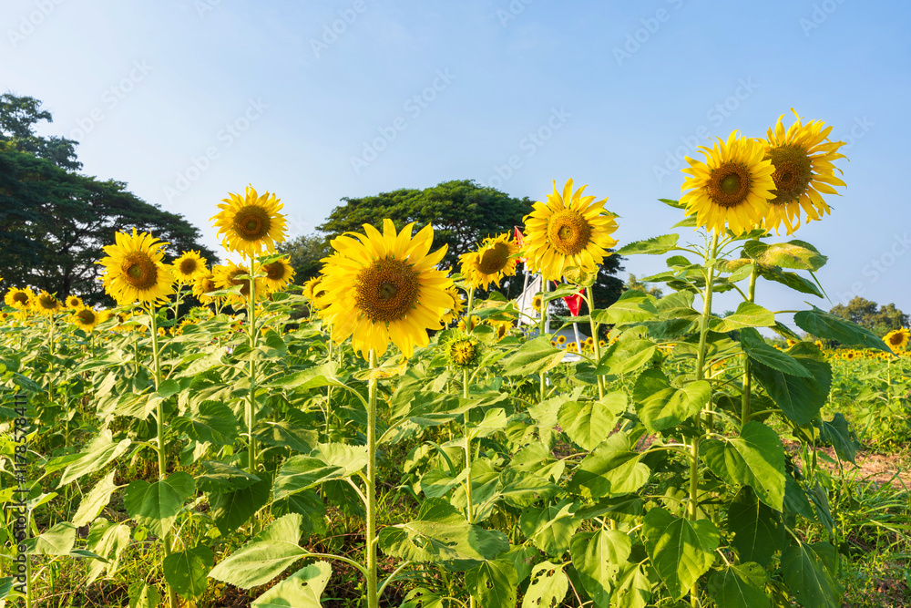 Golden Sunflowers field at blooming farm agricultural Summer sunset and blue sky background texture with white clouds in Thailand