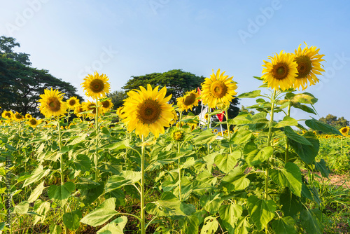 Obraz na płótnie Golden Sunflowers field at blooming farm agricultural Summer sunset and blue sky background texture with white clouds in Thailand w salonie