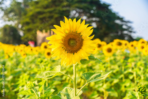 Obraz na płótnie Golden Sunflowers field at blooming farm agricultural Summer sunset and blue sky background texture with white clouds in Thailand w salonie