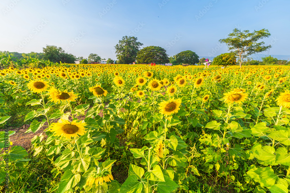 Golden Sunflowers field at blooming farm agricultural Summer sunset and blue sky background texture with white clouds in Thailand