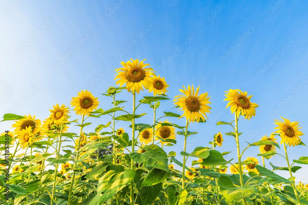 Golden Sunflowers field at blooming farm agricultural Summer sunset and blue sky background texture with white clouds in Thailand