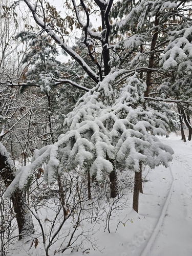 Opae Mountain Park Snowy Landscape Photo photo