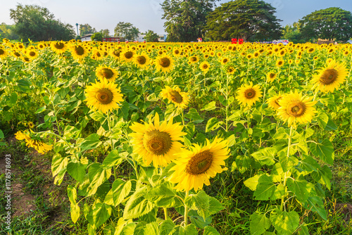 Obraz na płótnie Golden Sunflowers field at blooming farm agricultural Summer sunset and blue sky background texture with white clouds in Thailand w salonie