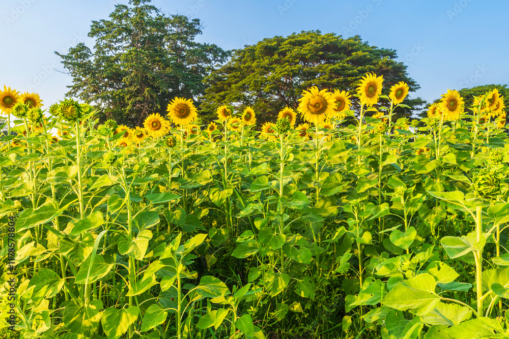 Golden Sunflowers field at blooming farm agricultural Summer sunset and blue sky background texture with white clouds in Thailand