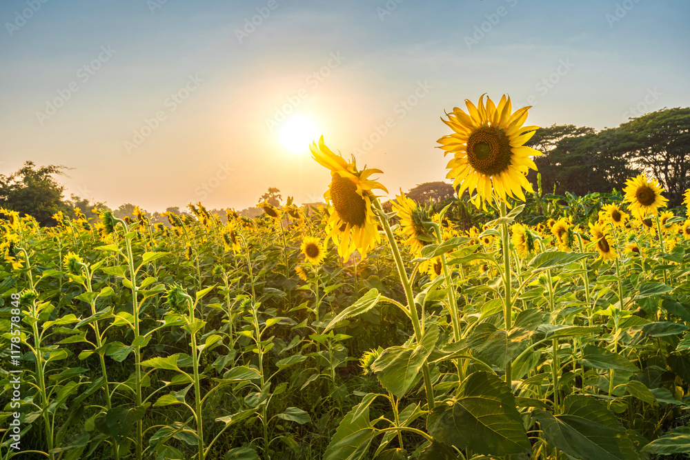 Golden Sunflowers field at blooming farm agricultural Summer sunset and bright sun lights background in Thailand