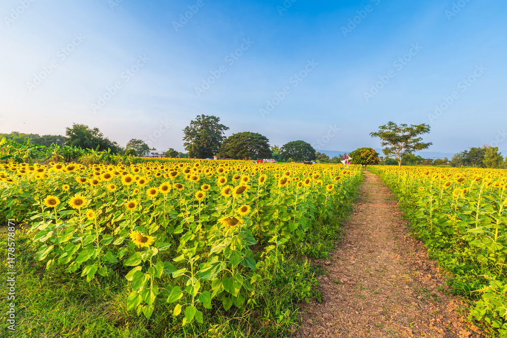 Golden Sunflowers field at blooming farm agricultural Summer sunset and blue sky background texture with white clouds in Thailand