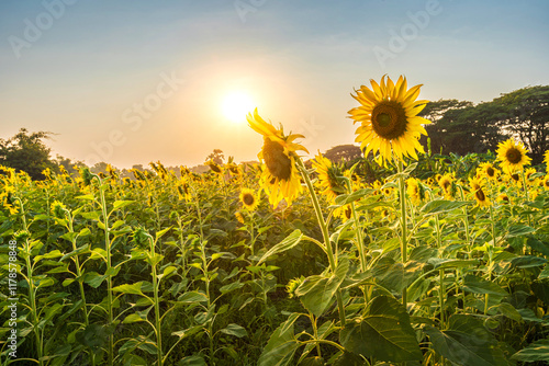 Obraz na płótnie Golden Sunflowers field at blooming farm agricultural Summer sunset and bright sun lights background in Thailand w salonie