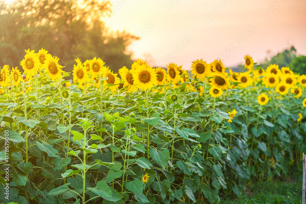 Golden Sunflowers field at blooming farm agricultural Summer sunset and bright sun lights background in Thailand