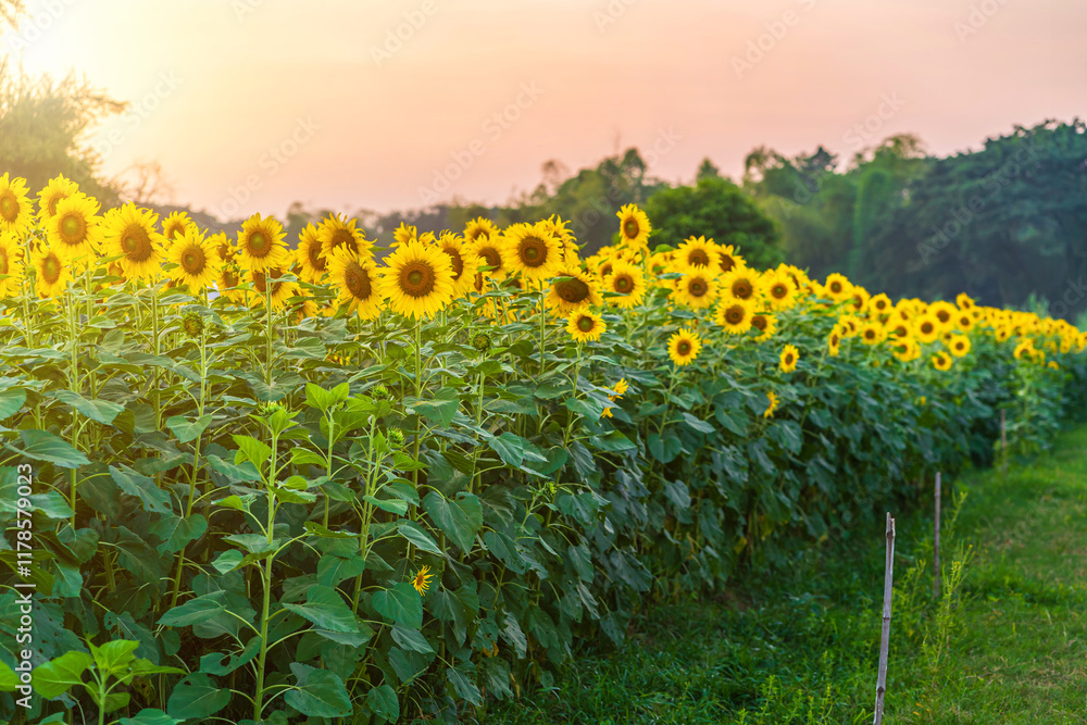 Golden Sunflowers field at blooming farm agricultural Summer sunset and bright sun lights background in Thailand