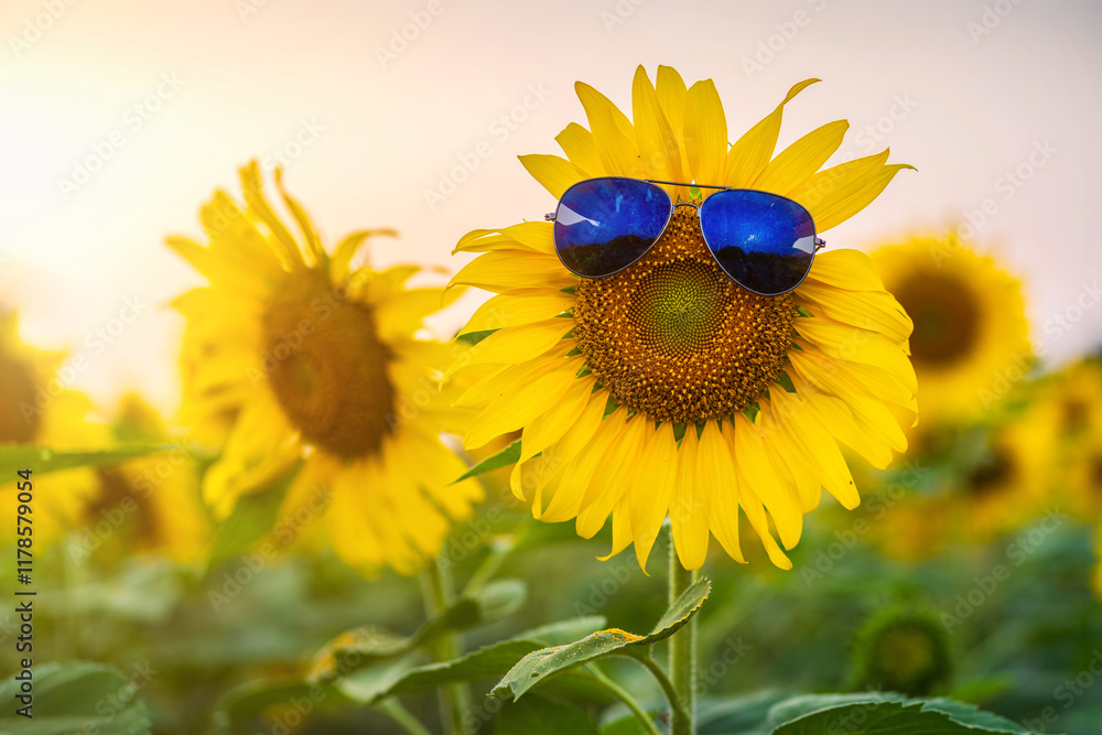 Golden Sunflowers field Wear sunglasses at blooming farm agricultural Summer sunset and bright sun lights background in Thailand