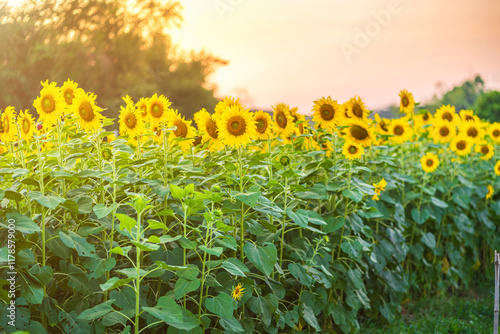 Golden Sunflowers field at blooming farm agricultural Summer sunset and bright sun lights background in Thailand