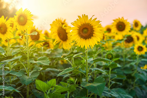 Golden Sunflowers field at blooming farm agricultural Summer sunset and bright sun lights background in Thailand