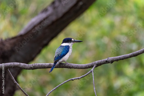 Forest Kingfisher photo