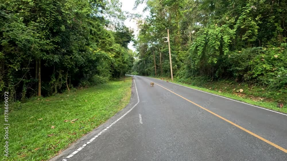 Monkeys Crossing Road in Khao Yai Monkeys Crossing Road in Khao Yai