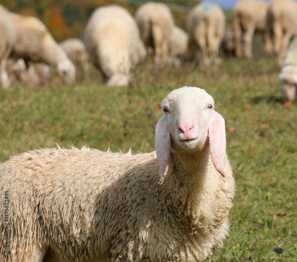 sheep with long ears and woolly fleece ideal for sweater production looking toward the camera sheep with long ears and woolly fleece ideal for sweater production looking toward the camera
