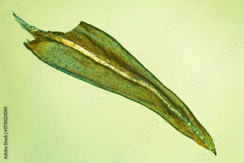 Abstract micrograph of a moss leaf, Aulacomnium palustre, with polarization.