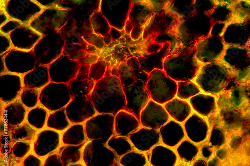 Moss stem in transverse section, glowing in polarization at 400x. photo