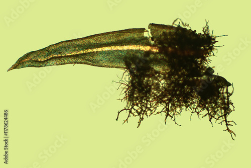 Micrograph of branch leaf of Aulacomnium, with tomentum at 40x.
