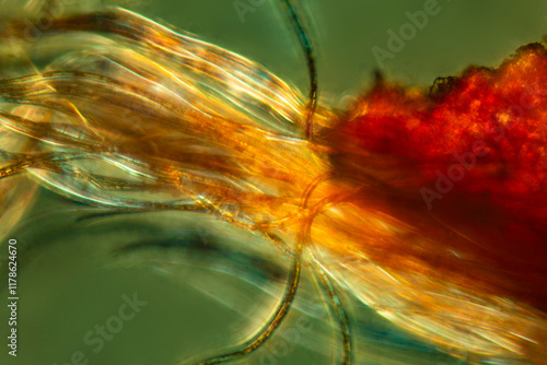 Abstract micrograph of the hairy fruit of rose of sharon.