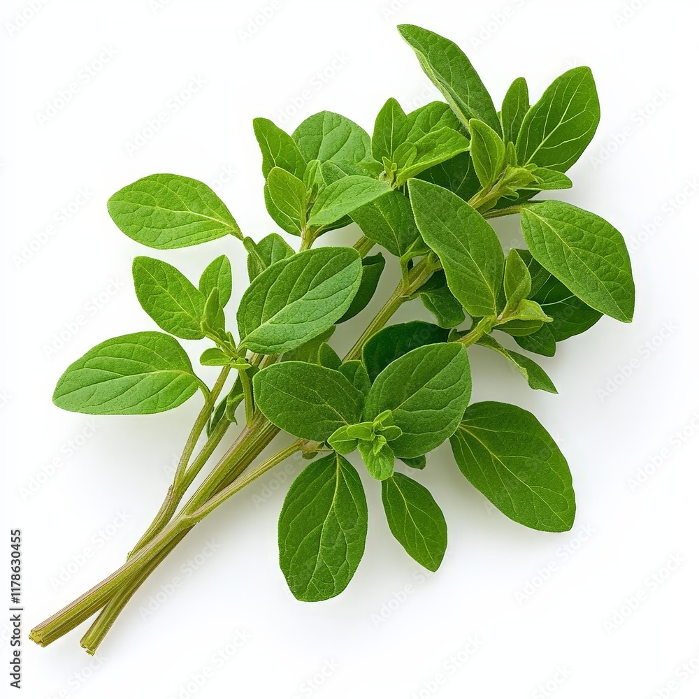 Fototapeta premium Fresh Green Oregano Bunch Isolated on White Background