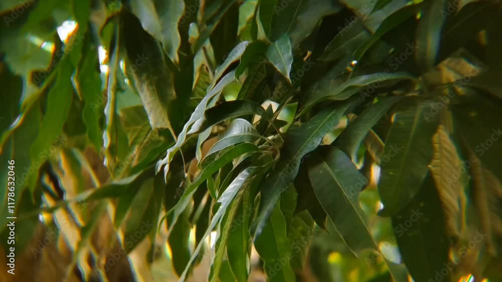 mango tree leaves blown by the wind mango tree leaves blown by the wind