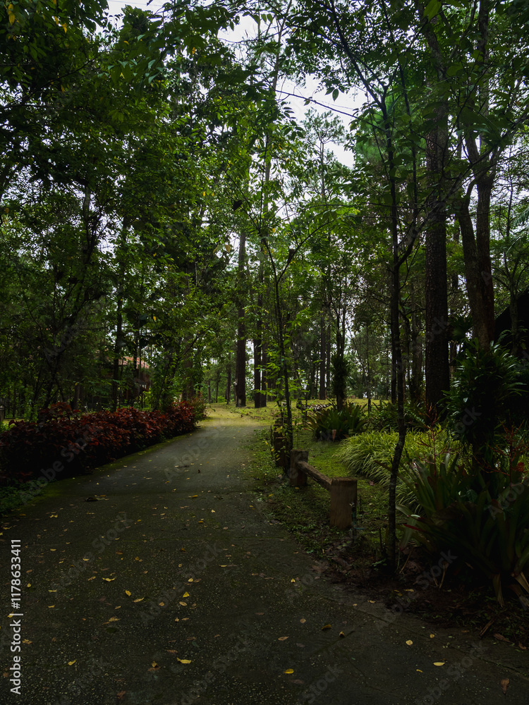 Obraz premium Photography landscape vertical beautiful nature view walk way hiking journy travel on mountain after season rain forest wild look fog green tree and moss on road has air fresh atmosphere peaceful